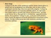 Stuburinių gyvūnų kilmė, atsiradimas, bei vystymasis 12 puslapis