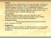 Stuburinių gyvūnų kilmė, atsiradimas, bei vystymasis 13 puslapis