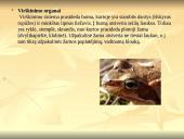 Stuburinių gyvūnų kilmė, atsiradimas, bei vystymasis 14 puslapis