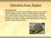 Stuburinių gyvūnų kilmė, atsiradimas, bei vystymasis 15 puslapis