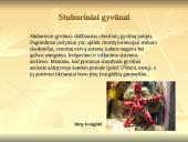 Stuburinių gyvūnų kilmė, atsiradimas, bei vystymasis 3 puslapis