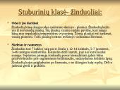 Stuburinių gyvūnų kilmė, atsiradimas, bei vystymasis 5 puslapis