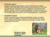 Stuburinių gyvūnų kilmė, atsiradimas, bei vystymasis 6 puslapis