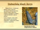 Stuburinių gyvūnų kilmė, atsiradimas, bei vystymasis 7 puslapis