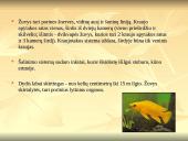 Stuburinių gyvūnų kilmė, atsiradimas, bei vystymasis 8 puslapis