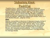 Stuburinių gyvūnų kilmė, atsiradimas, bei vystymasis 9 puslapis