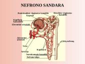 Šalinimo organai 11 puslapis