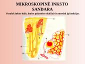 Šalinimo organai 12 puslapis