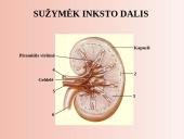 Šalinimo organai 17 puslapis