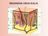 Šalinimo organai 18 puslapis