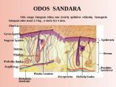 Šalinimo organai 4 puslapis