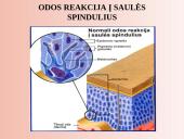 Šalinimo organai 5 puslapis