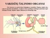Šalinimo organai 7 puslapis