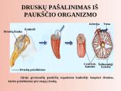 Šalinimo organai 8 puslapis