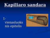 Širdis ir Kraujagyslės 12 puslapis