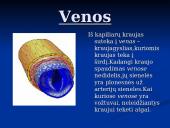 Širdis ir Kraujagyslės 14 puslapis