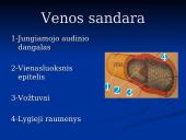 Širdis ir Kraujagyslės 15 puslapis