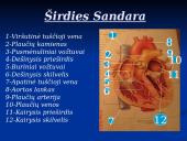 Širdis ir Kraujagyslės 7 puslapis
