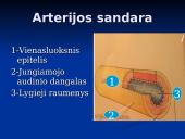 Širdis ir Kraujagyslės 10 puslapis