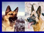 Šunų veislės 12 puslapis