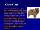 Šunų veislės 13 puslapis