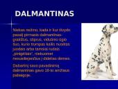 Šunų veislės 4 puslapis