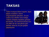 Šunų veislės 6 puslapis