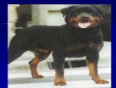 Šunų veislės 8 puslapis