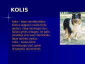 Šunų veislės 9 puslapis