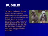 Šunų veislės 10 puslapis
