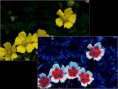 Ultravioletiniai spinduliai (UV) 19 puslapis