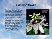 Useness of Rainforests 11 puslapis