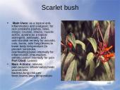 Useness of Rainforests 12 puslapis