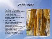 Useness of Rainforests 13 puslapis