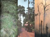 Useness of Rainforests 14 puslapis