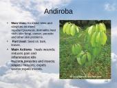 Useness of Rainforests 4 puslapis