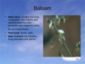 Useness of Rainforests 6 puslapis