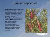 Useness of Rainforests 7 puslapis