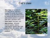 Useness of Rainforests 8 puslapis