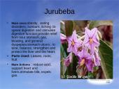 Useness of Rainforests 9 puslapis