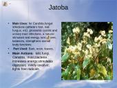 Useness of Rainforests 10 puslapis