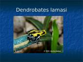 Varliagyviai ir jų charakteristika 4 puslapis