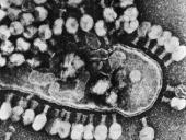 Virusai, virusų tipai, veikimas 11 puslapis