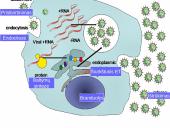 Virusai, virusų tipai, veikimas 15 puslapis