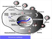 Virusai, virusų tipai, veikimas 19 puslapis