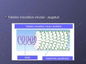 Virusai, virusų tipai, veikimas 7 puslapis