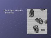 Virusai, virusų tipai, veikimas 8 puslapis