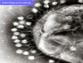 Virusai, virusų tipai, veikimas 10 puslapis