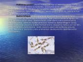 Žaliavinio pieno mikroorganizmai. Mikroorganizmų kitimas laikomame piene. Pieno apsauga nuo mikrobinio gedimo 10 puslapis