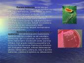 Žaliavinio pieno mikroorganizmai. Mikroorganizmų kitimas laikomame piene. Pieno apsauga nuo mikrobinio gedimo 7 puslapis